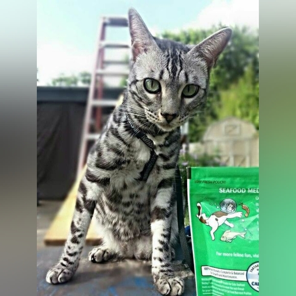 Meet your Posher | Amber aka Spotted Faerie ƹӝʒ - Picture 6 of 17